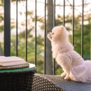 포레스트258 네이버블로그