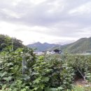 운문사계절캠핑장 이미지