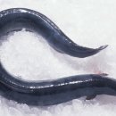 보경민물