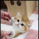 더반려강아지분양고양이분양잠실