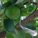 대경농장 이미지