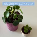 중국관수화원 | 필레아페페 자구 분리 성공! 번식 방법부터 흙 배합까지 초보도 쉽게