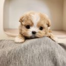 파주켄넬 | 말티푸켄넬 전문견사분양공간 켄넬203 이야기