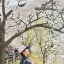 장안고 | 수원 벚꽃명소 만석공원에서 벚꽃구경하기