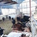 볏짚농장 이미지