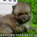 박촌강아지 이미지