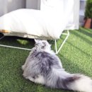 야옹아 멍멍해봐 강아지고양이 평택점 이미지