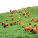 삼성축산 이미지