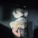 도그도담 이미지