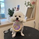 동그리펫살롱 이미지