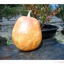 자이안트 이미지