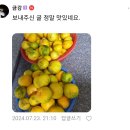 포장하며 귤을 먹어보는데 너무 맛있어요.. 자신있게 판매합니다. 🍊 저렴하게 구매하세요^^ 이미지