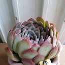 나비공방 이미지