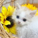 라임고양이 이미지