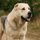 센트럴 독 이미지