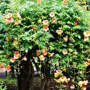 월경불순, 무월경증, 통경에 좋다는 능소화(Chinese trumpet creeper) 이미지