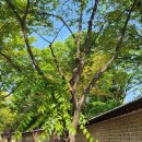 희망을 향하여 | 코스 추천 서울시립미술관 방문후기(영혼을 울리는 바람을 향하여 천경자전/광복80주년 가나아트컬렉션...