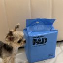 OK | 대형견배변패드 흡수 OK 탈취 OK 정착 후기