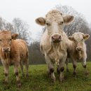 치명농장 이미지