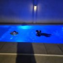 에델로 | 세부 가족 여행 가족 리조트 추천 :: 럭셔리 세부풀빌라 에델로 (내돈내산)