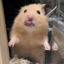 오야