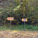 은행나무3길 이미지