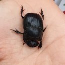 쇠똥구리 농장 이미지