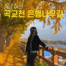 아산 곡교천 은행나무길 실시간 절정 시기는 지금