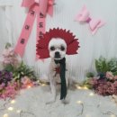 달중이네 펫호텔 | 의식의 흐름대로 쓰는 달중이네 강아지유치원 후기