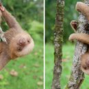 나무늘보 이미지