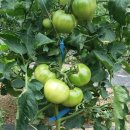 윤씨농장 이미지