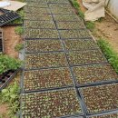 부여농장 이미지