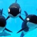 씨월드 피시 이미지