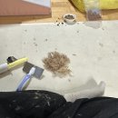 댕댕워터park 다녀온 ssul 품