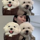 플라이봉 이미지