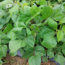 서울가축인공수정소 이미지