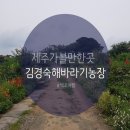 김경숙농장 | 제주 김경숙 해바라기 농장 방문 후기(feat. 태풍 피해)