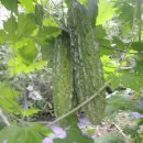 여주-0051 Daum카페