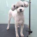 정샘 동물병원 네이버블로그