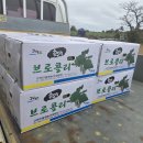 한라봉브로콜리 이미지