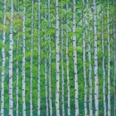 원대리 자작나무숲 네이버블로그