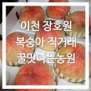 감곡농장 | [이천] 장호원 복숭아 농장 직거래 - 꿀맛나는농원 추천, 말랑이 딱딱이 황도 백도
