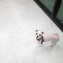 몽이 애견샵 이미지