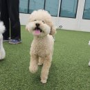 개랑 놀려고 차린 집