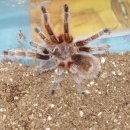 레드로즈 이미지