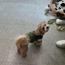 강아지 뷰티 이미지