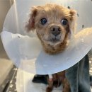 AnyPet | [인천/송도 동물병원] 애니펫동물병원 푸들 요미의 건강검진, 스케일링, 치은절제술 후기