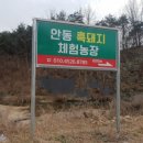 안동흙돼지농장