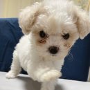 말티2 | 말티푸숑(미니비숑) 눈물자국 관리법｜강아지 눈물자국 원인부터 눈물 사료 효과까지