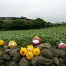 김경숙농장 | 제주 <김경숙 해바라기 농장> 방문하기~